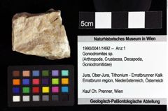 Foto (Objket + Etiketten) von ? Magila sp. 